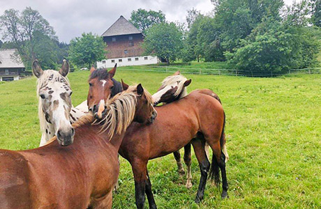 Ferienwohnungen in Hinterzarten