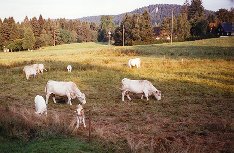 Ferienwohnungen in Hinterzarten