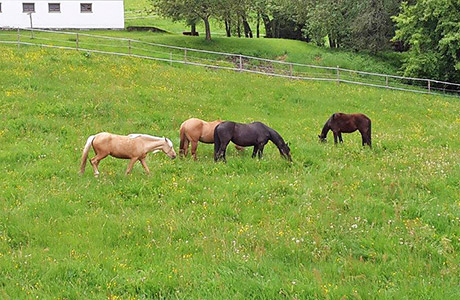 Ferienwohnungen in Hinterzarten